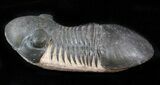 Paralejurus Trilobite - Very Little Matrix #39454-1